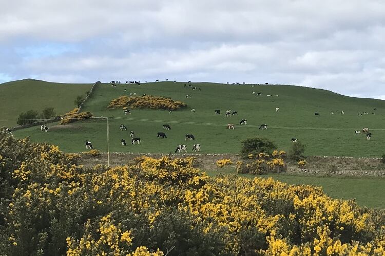 NFU urges government support for UK dairy industry 
