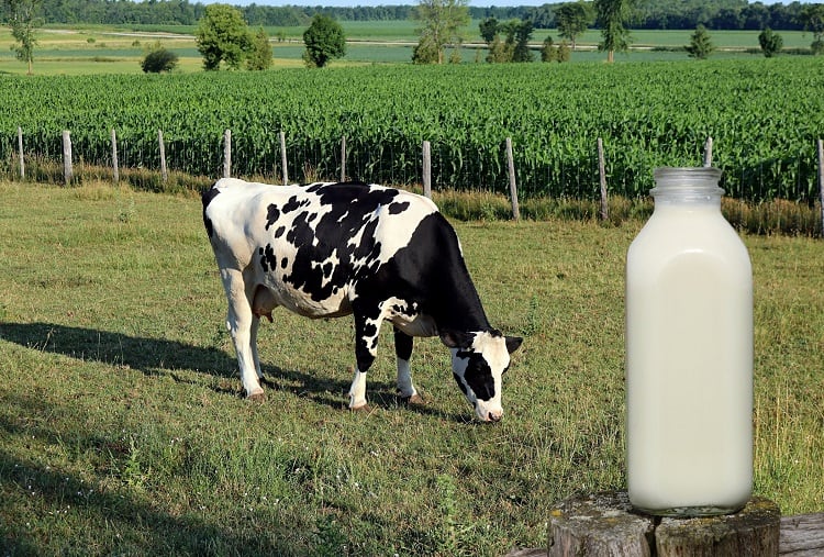 Disrupting dairy with precision fermentation: ‘By 2035, industrial cattle farming will be obsolete’