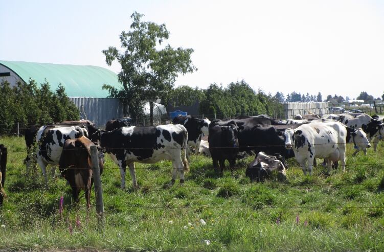 Canada-helps-dairy-as-part-of-agriculture-package.jpg