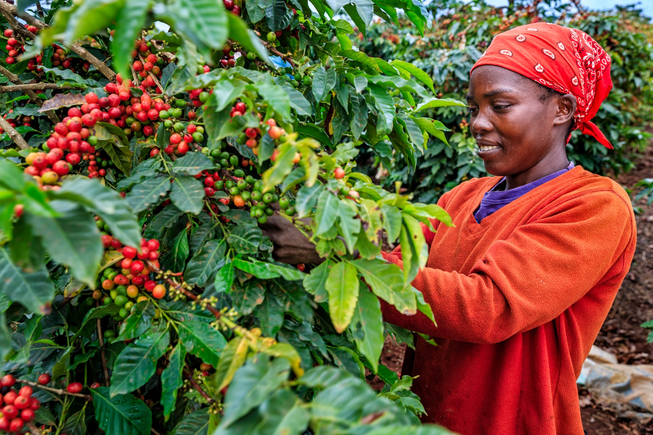 Ebola strains coffee supply chains, with smallholders most at risk