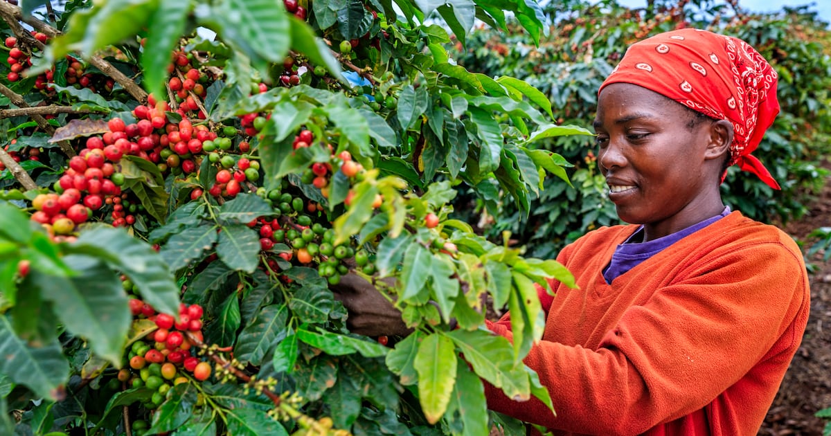 Ebola strains coffee supply chains, with smallholders most at risk