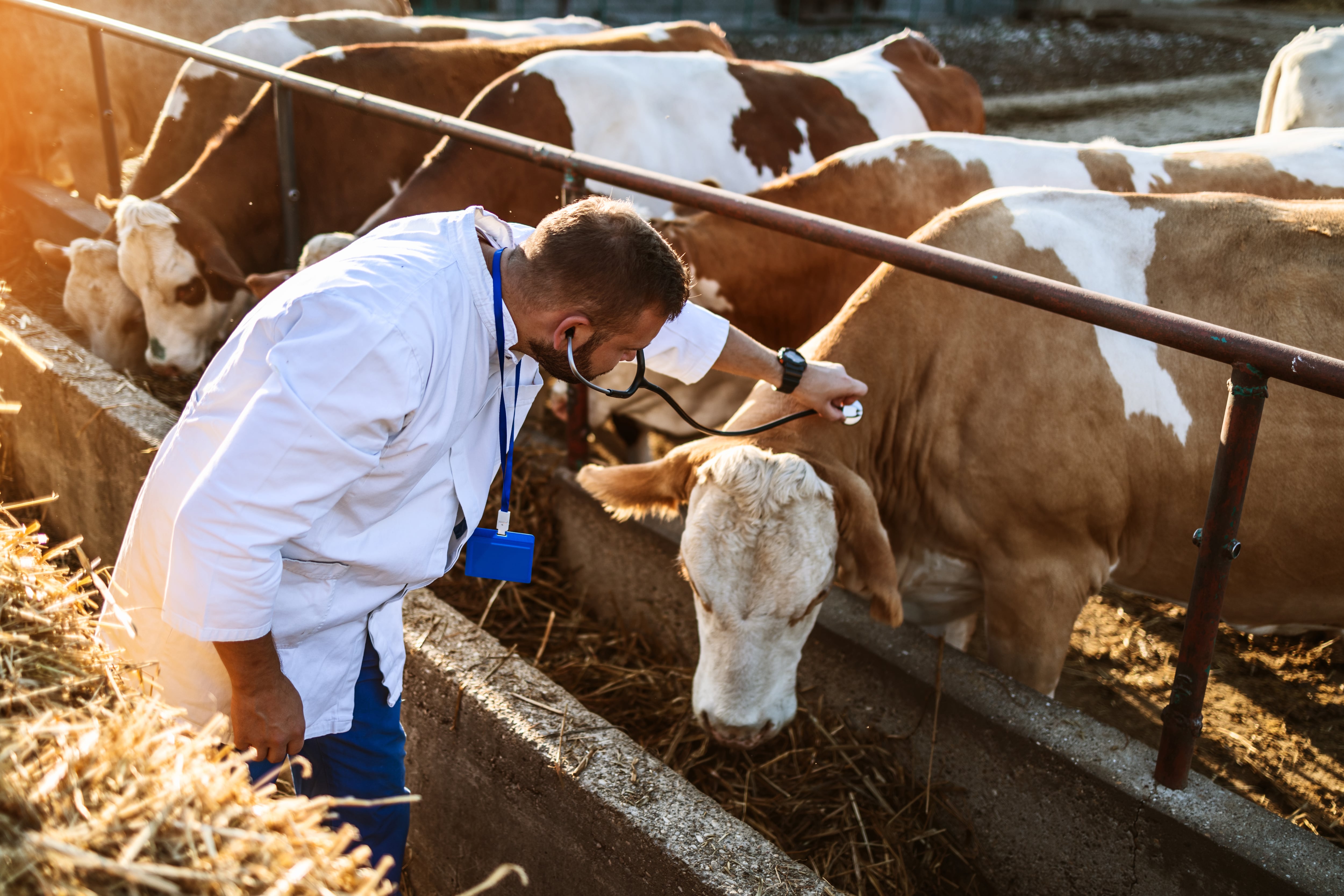 No new cases of foot-and-mouth disease reported as incubation period ends