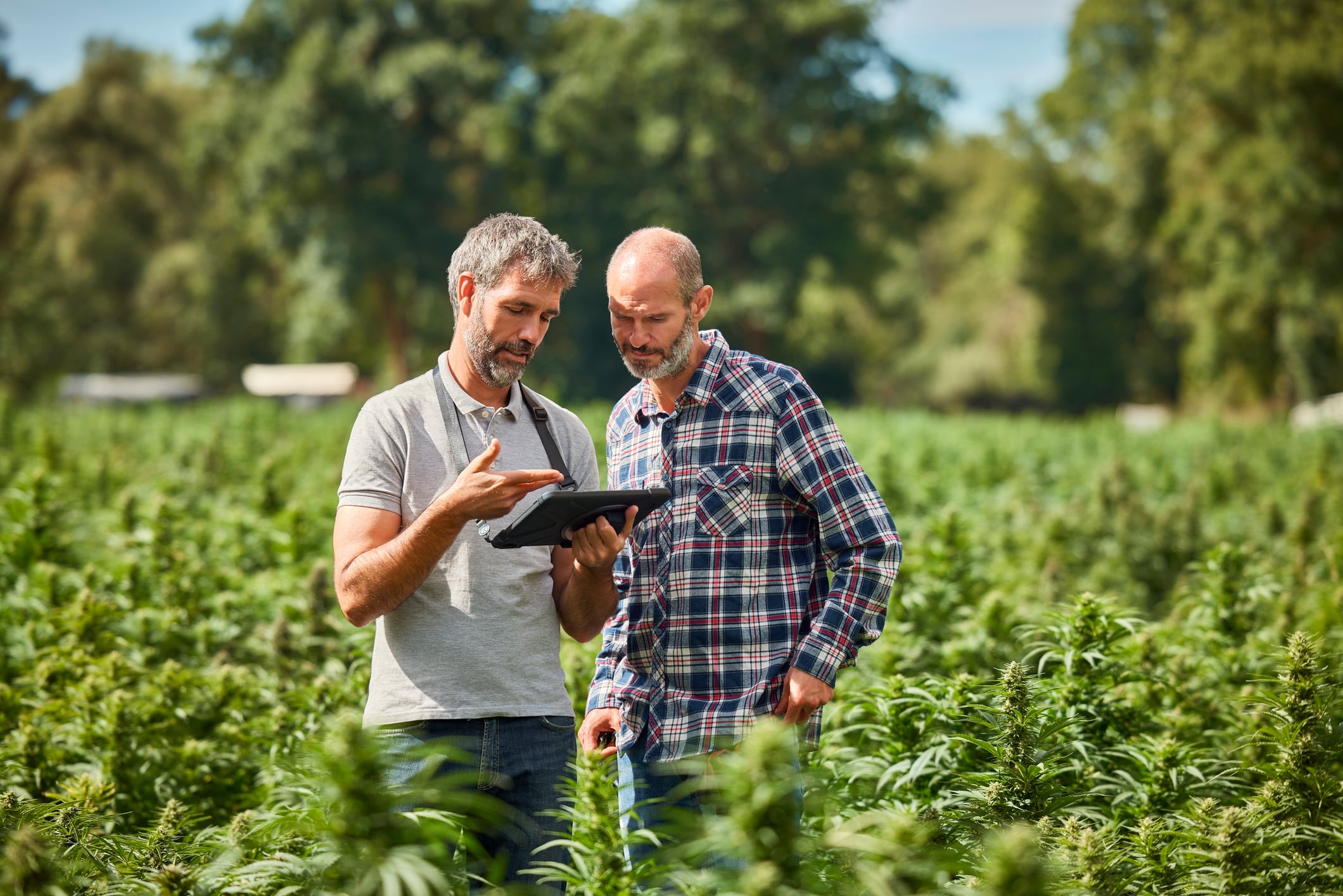 Backed by the likes of Nestlé, Louis Dreyfus Company, McCain Foods and Diageo, a new programme aims to measure regenerative agriculture outcomes more effectively.