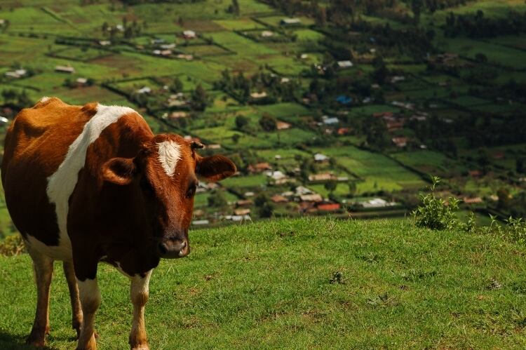 Kenya hits dairy imports with 10% levy