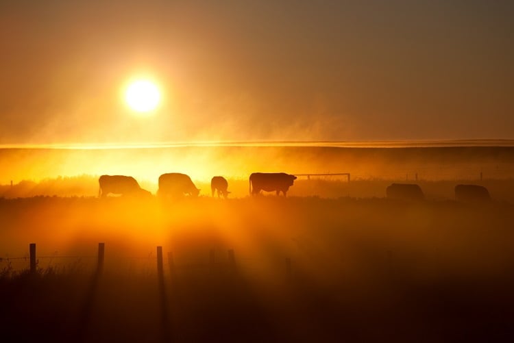Nestlé driving progress on dairy emissions: ‘We believe in the goodness of milk’