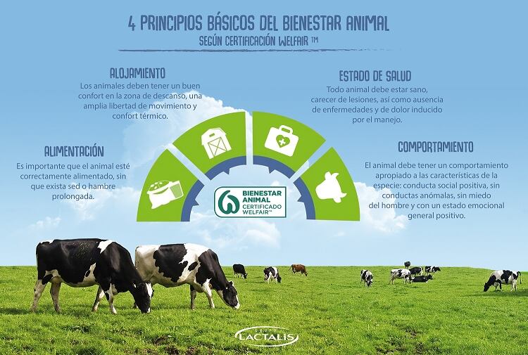 Lactalis sees 900 Spanish farms certified with Welfair