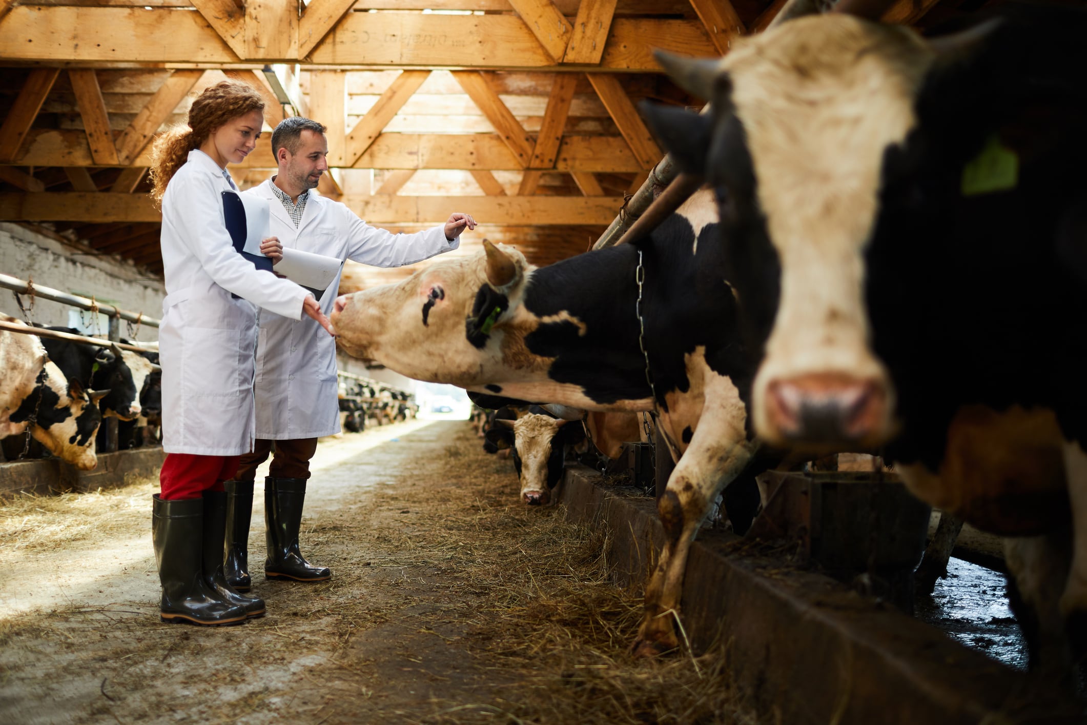 UK bans German cattle imports after foot-and-mouth disease discovered