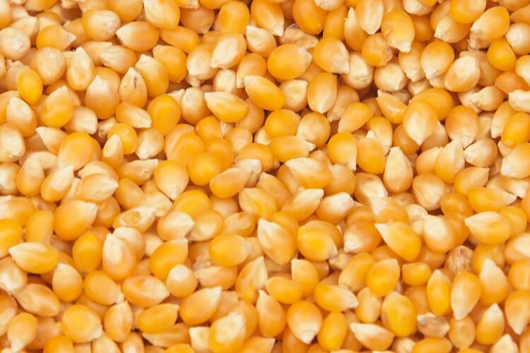Corn prices to stay elevated as global supplies ‘remain tight’