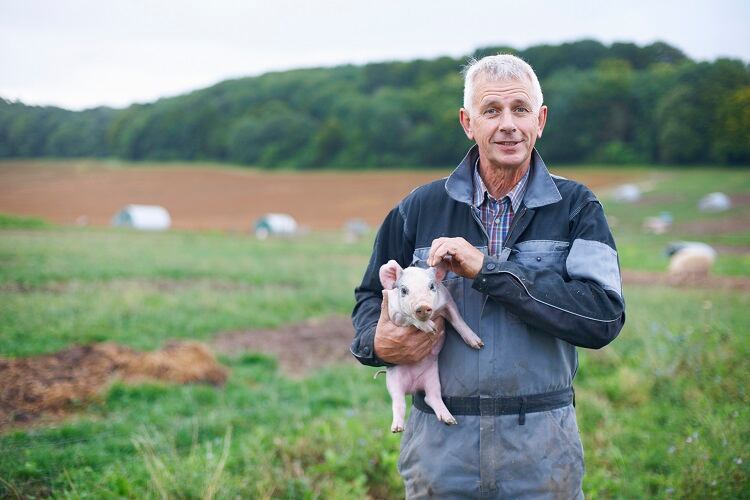 farmer-pig-Peter-Muller.jpg