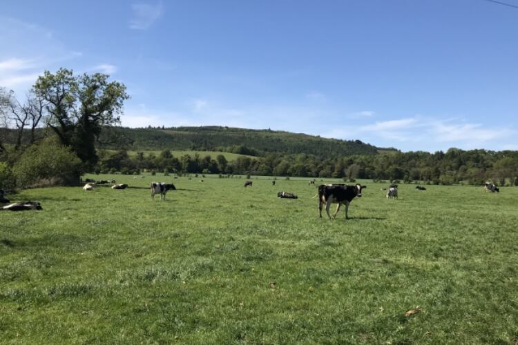 Scottish-dairy-sector-looking-to-recovery.jpg