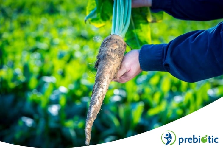 Indonesia approves Beneo inulin and oligofructose prebiotic claim