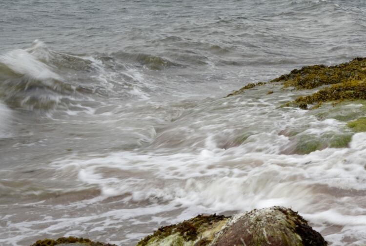 Valio to help Baltic Sea algae start-up with research on food production