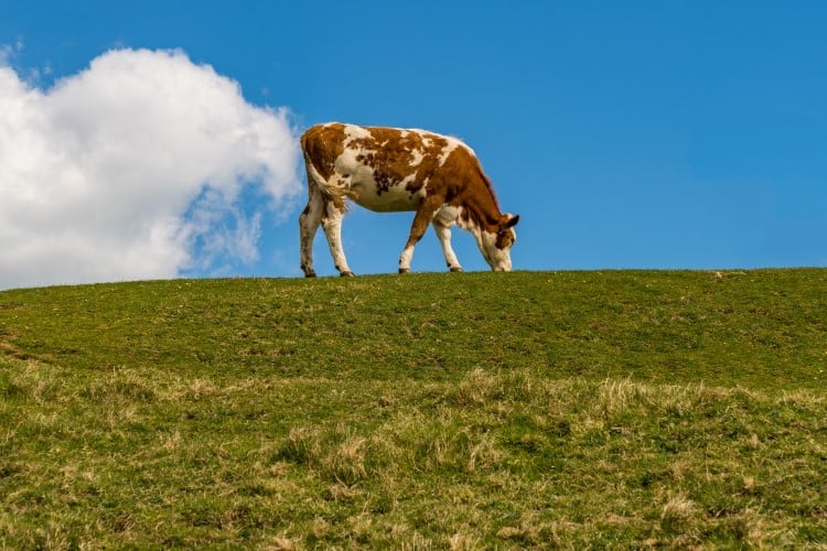 Danone-to-cut-methane-by-30-by-2030-through-regenerative-farming-feed-innovation.jpg