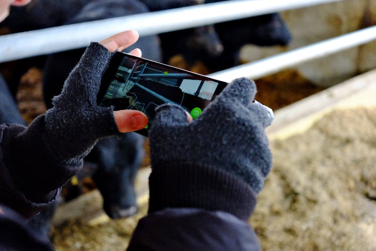 Beefie streamlines cattle weighing with smartphone app