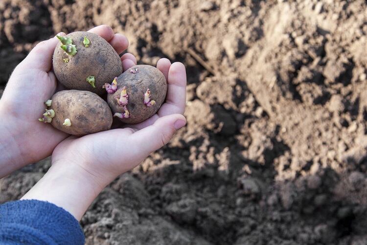 potato-v_zaitsev.jpg