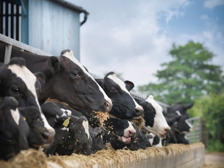 Vaccine against rare blood disease in cattle is invented