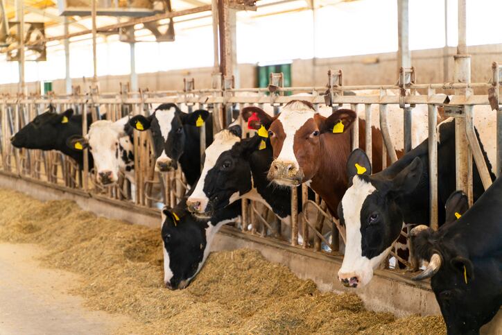Turkey's cattle farmers feel the brunt of high feed costs 