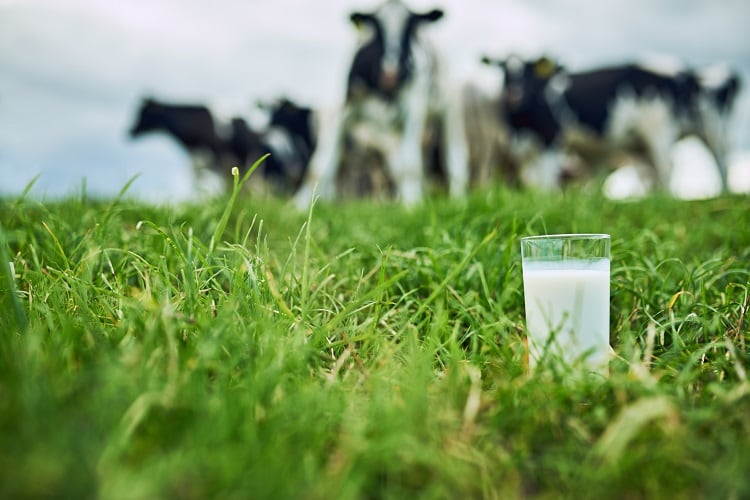 How-Danone-is-reducing-methane-emissions-from-dairy.jpg