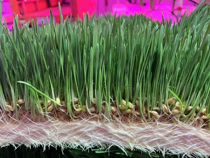 Forever Feed wants to revolutionize automated fodder sprouting