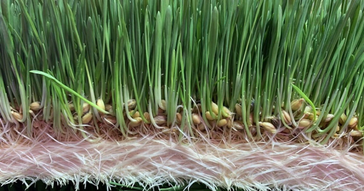 Forever Feed wants to revolutionize automated fodder sprouting