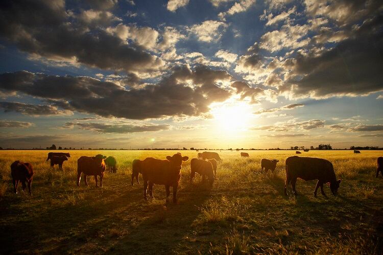 'Once the animals are trained, you can pop them out anywhere' - Virtual fence technology could make meat and dairy more sustainable