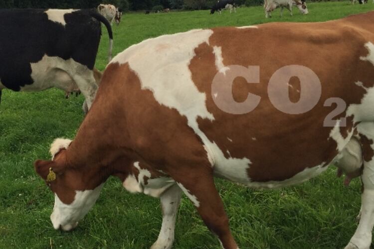 Dairy industry says it is curbing greenhouse gas emissions through better efficiency