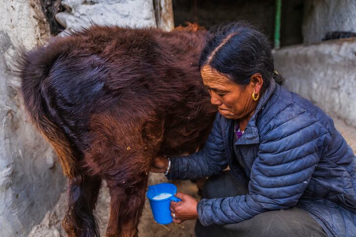 The Milky Way: Transformation of Nepal’s dairy sector 'an example' for Asian countries seeking modernisation