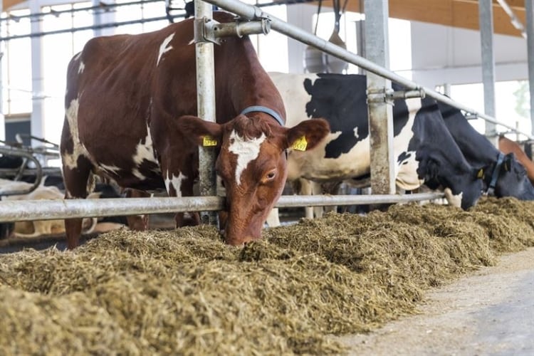 Valio and Atria pilot DSM feed additive