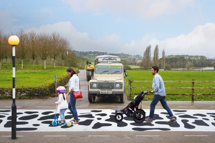Yeo Valley’s 'first of many' cow crossings