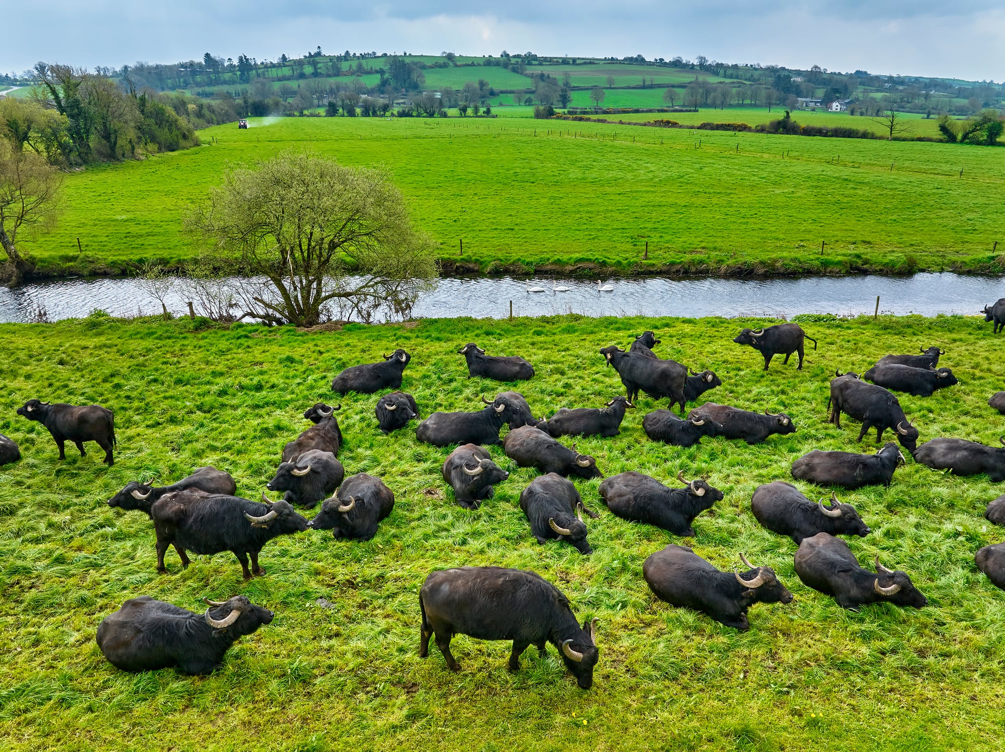 Irish buffalo cheese firm issues urgent recall due to Listeria