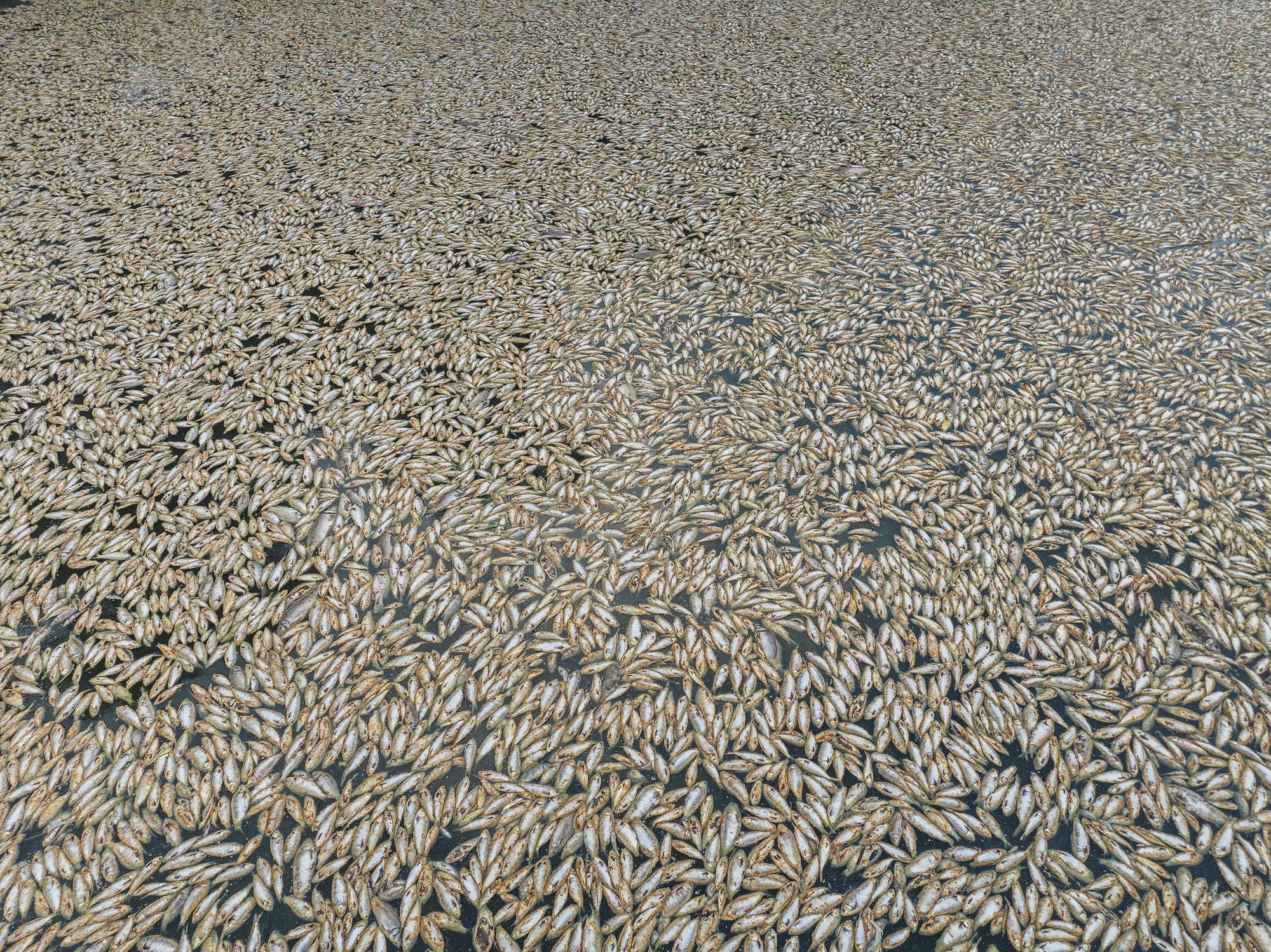 Image was taken on March 16th 2023.
Authorities believe the mass die-off was likely caused by depleted oxygen levels in the river following recent floods and hot weather.