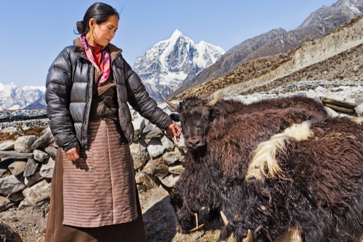 From-mare-to-yak-Exploring-unconventional-milk-types.jpg