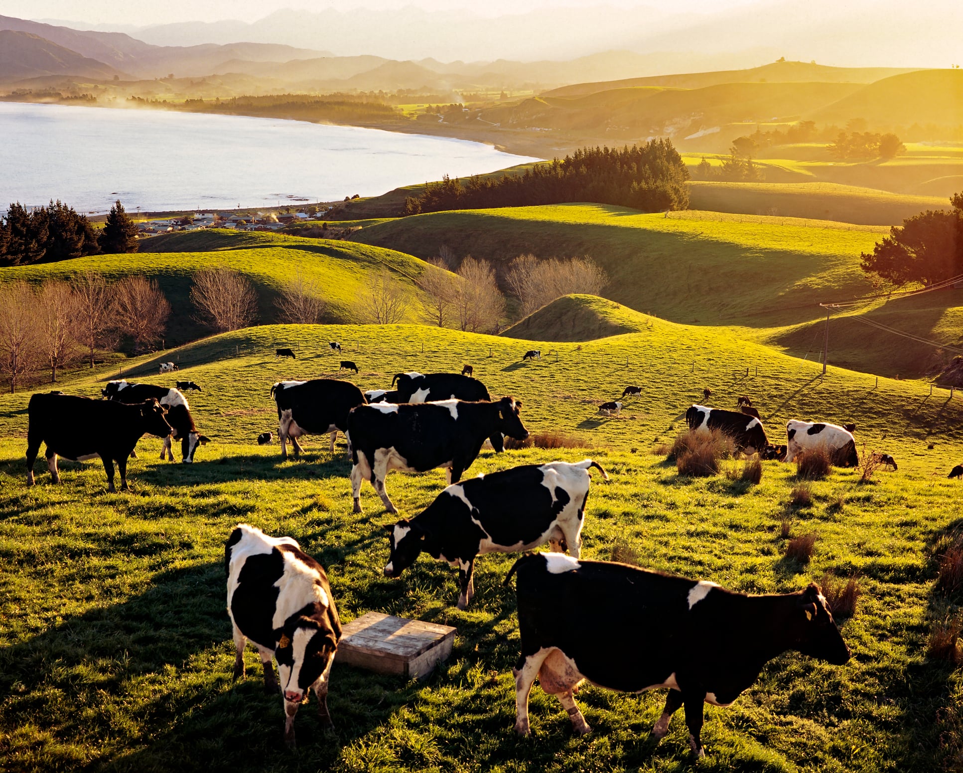 New Zealand dairy