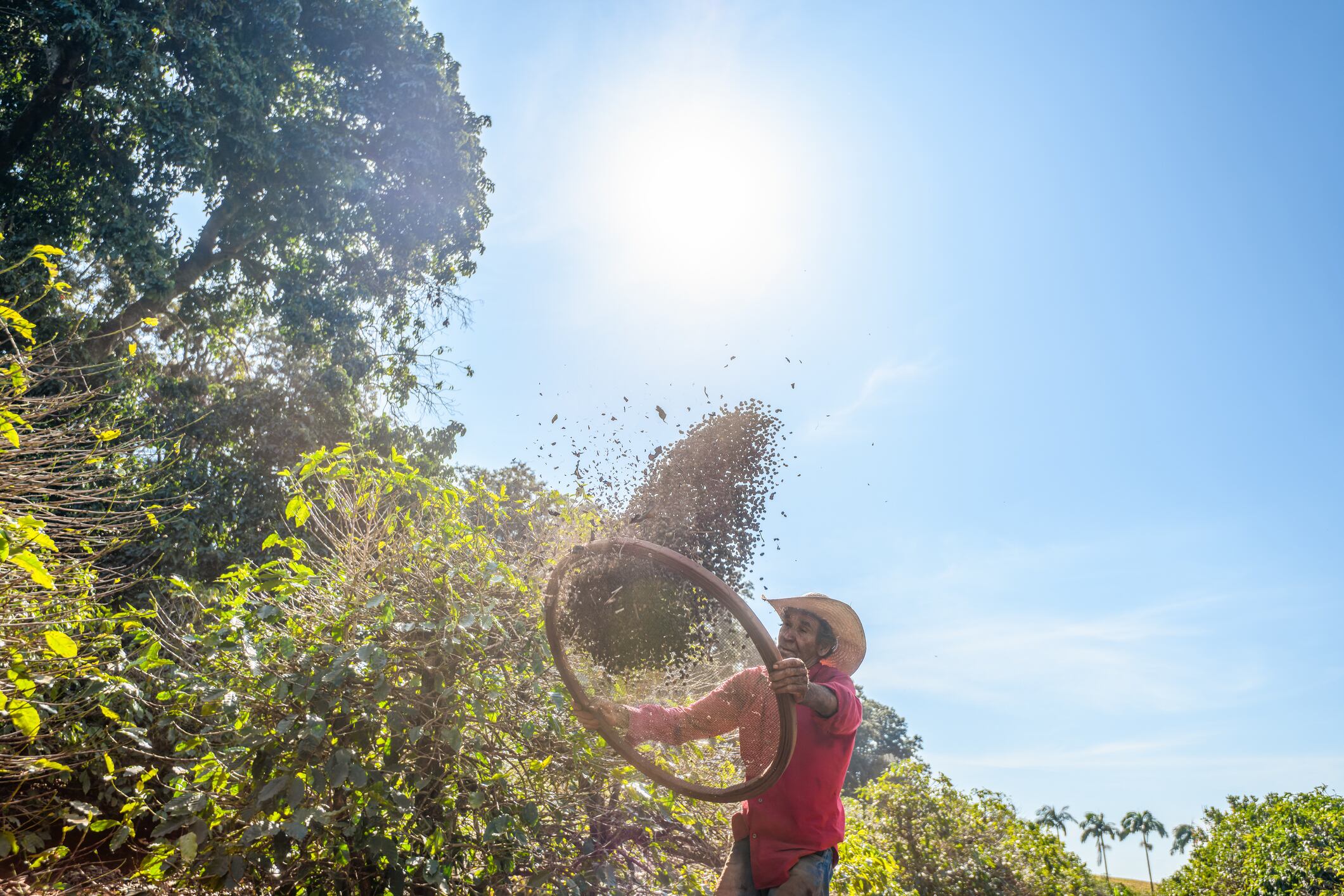A senior man cleaning coffee berries using a large sieve to remove dirt and dust under the sun