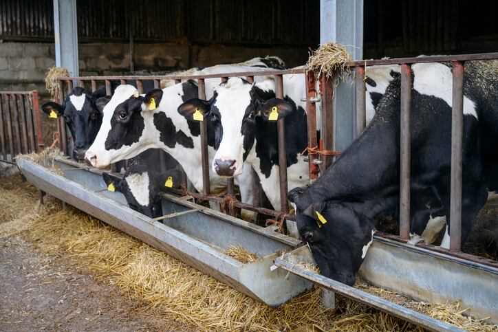 Paper identifies gaps in understanding of how yeast components influence dairy cow health 