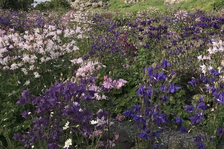 Arla UK farmers buzzing over bees 