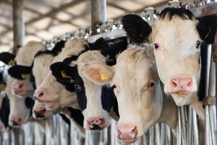 Legislation to support Wisconsin dairy industry secures $7m funding and support