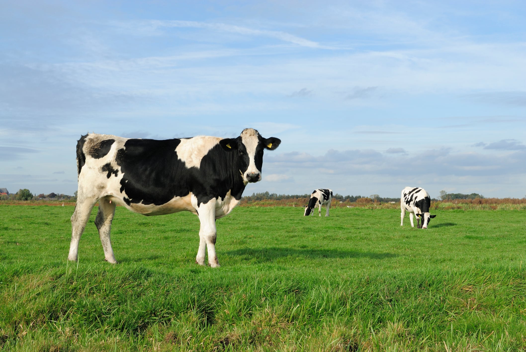 UK farm-gate milk prices take a tumble