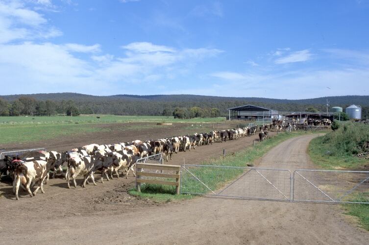 ACCC authorizes 'Fair Go Dairy' licensing scheme