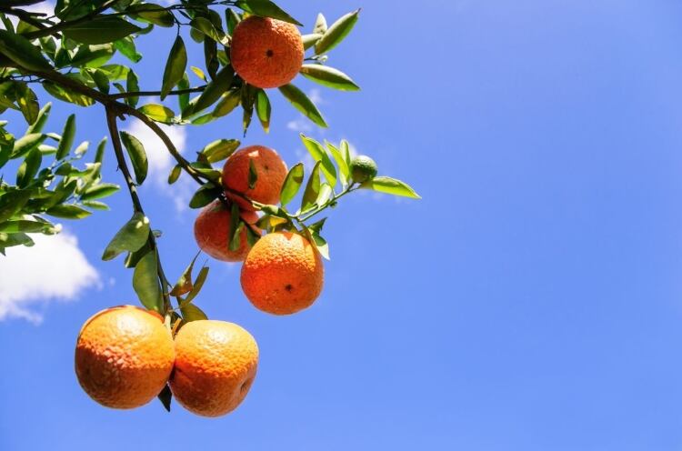 Synergy-Flavours-develops-new-citrus-range.jpg