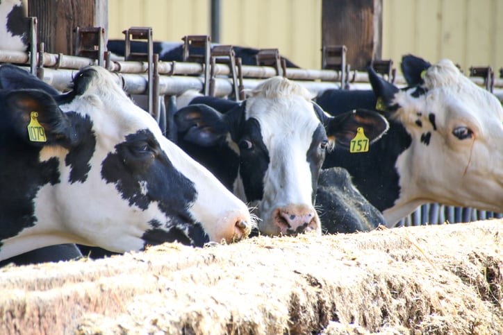 New feed tech designed to support dairy net zero goals, higher milk yields