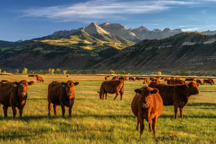 'An amazing achievement': USDA unveils payment relief program for organic dairies