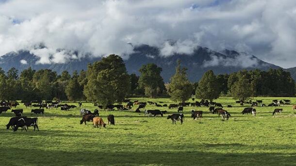 Westland Milk Products issues annual report