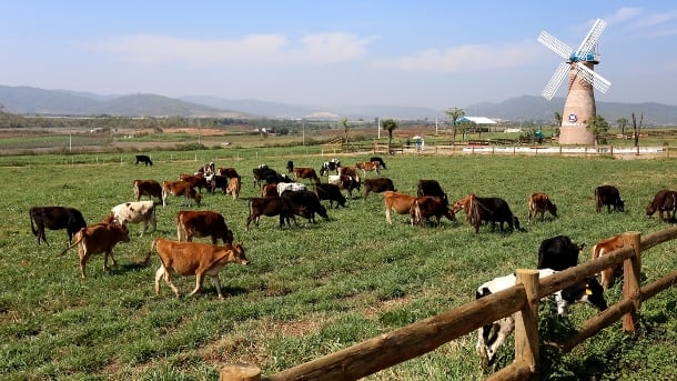 Changing market heaps pressure on Vietnam’s dairies