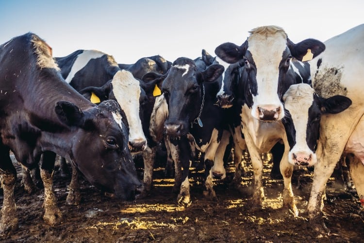 Implementing digesters ‘challenging’ but incentives-based model offers promise