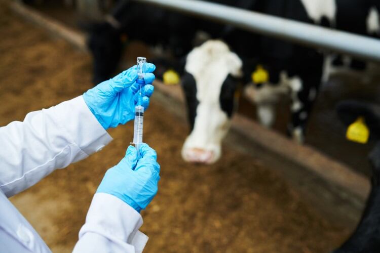 Antibiotic use in UK ruminant sector remains low – report