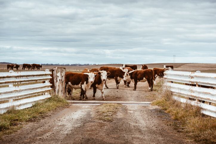 Bill Gates founded BEV backs Aussie firm looking to reduce methane emissions in cows 