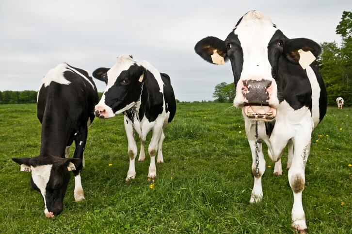 Study from Canada challenges assumptions about organic and inorganic selenium in dairy cow diets