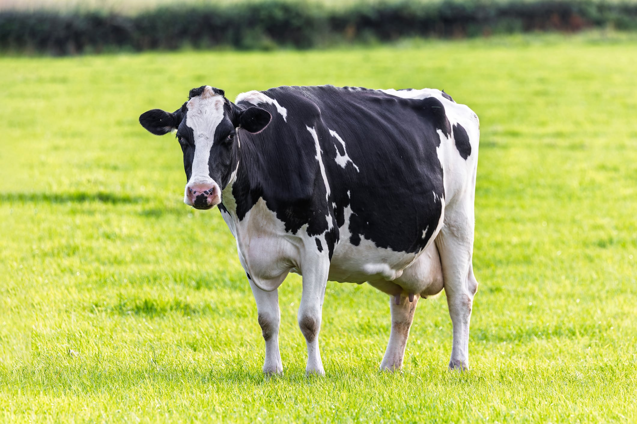 Dairy industry is moving on methane emissions.