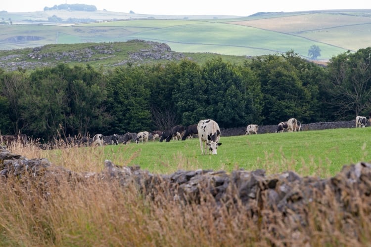 Arla sees increase in revenue